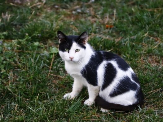 黑白小猫咪图片