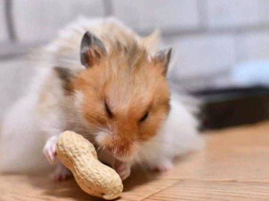 这是一场仓鼠与花生的决斗！