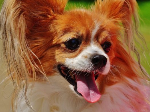 蝴蝶犬图片素材