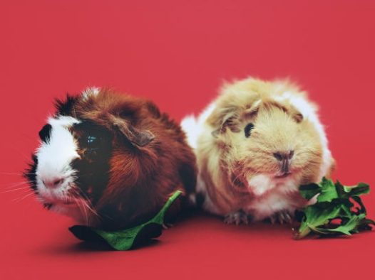 两只可爱仓鼠图片