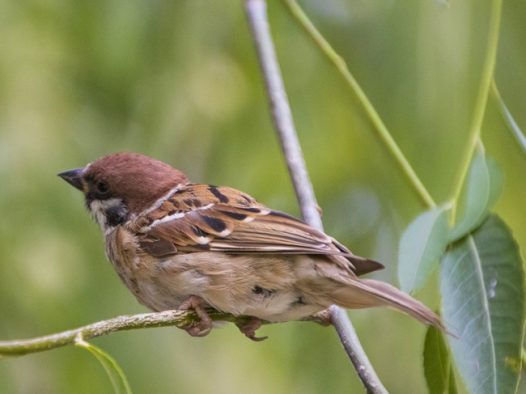 树枝上叽叽喳喳的麻雀图片
