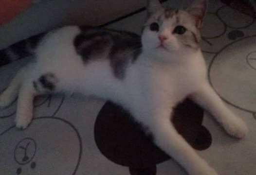 最近一直在掉毛感觉一直被毛包围着,显得我们都清瘦了