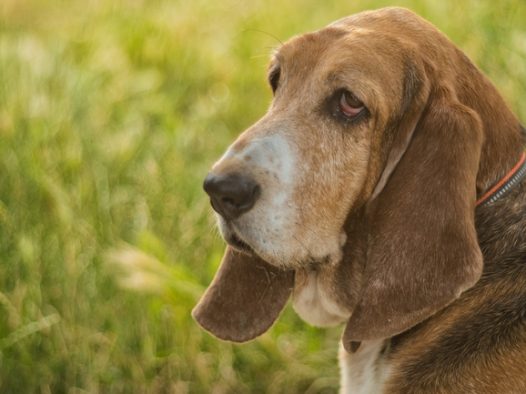 户外草丛巴吉度猎犬图片