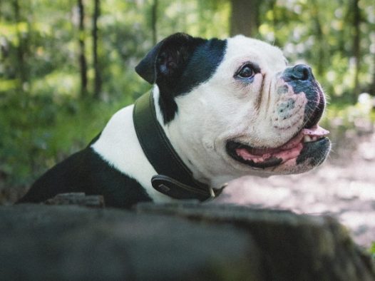 黑白斗牛犬可爱图片
