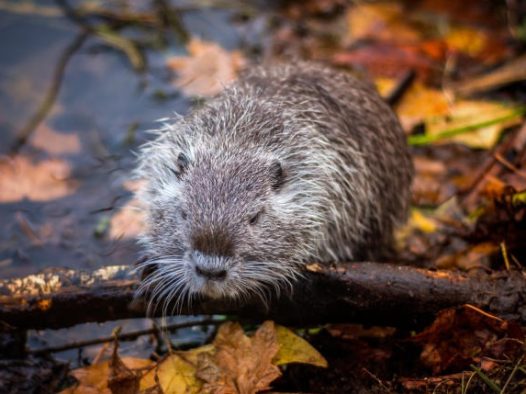 灰色的豚鼠图片