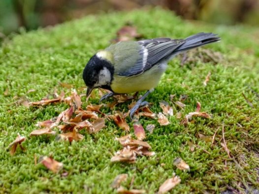 小鸟低头觅食图片