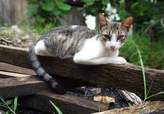 趴在木板上的小猫图片