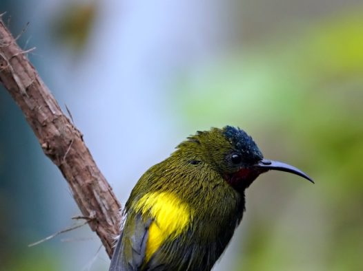 野生绿喉太阳鸟摄影图片