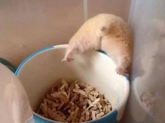 等等,我先拍个照再来倒拔仓鼠~