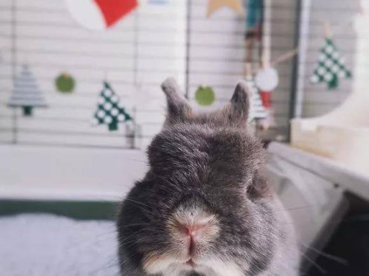 蓝水獭色是一只镜头感十足的兔叽为此给它拍了很多好看的皂片