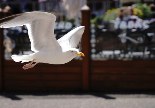 白色三趾鸥飞翔图片
