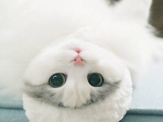 萌娃子