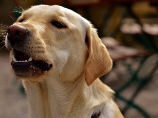 拉布拉多犬头像图片
