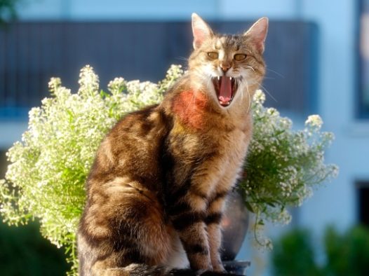 打哈欠小猫肖像图片