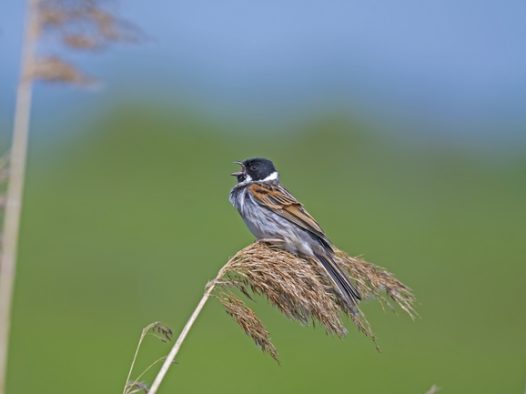 站在芦苇草上的飞鸟图片