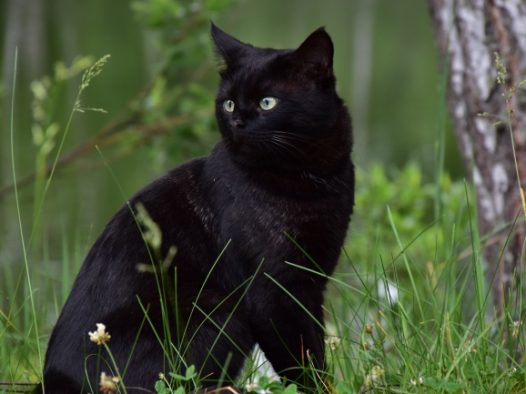 纯黑色宠物猫摄影图片