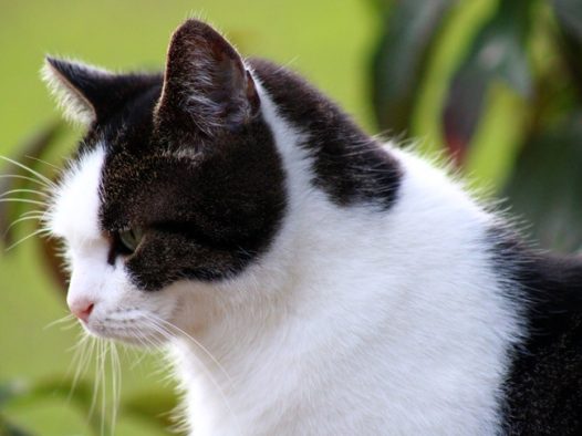 侧着身子的黑白相间小猫图片