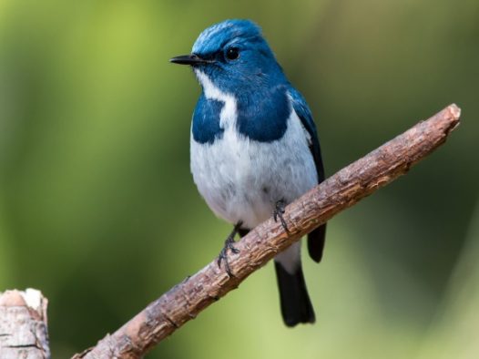树枝上蓝色鸟图片