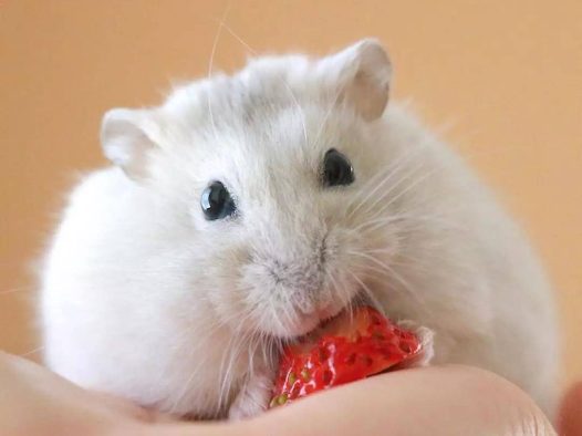 小仓鼠，平时超喜欢吃水果，最爱的就是草莓啦