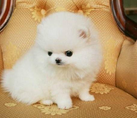 汪 汪 汪！！