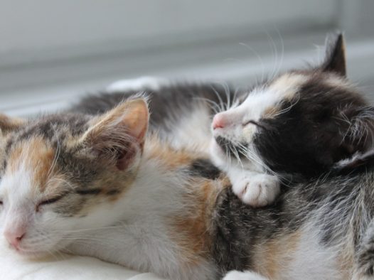 两只熟睡小猫图片