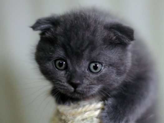 蓝短折耳猫图片