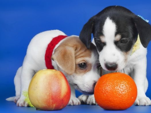 可爱边境牧羊犬宝宝图片
