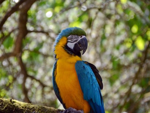 蓝喉金刚鹦鹉图片