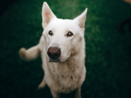 白色迦南犬图片