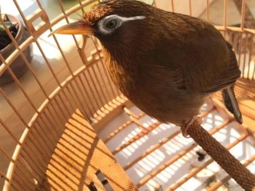 部分鸟友觉得，选购原毛画眉鸟