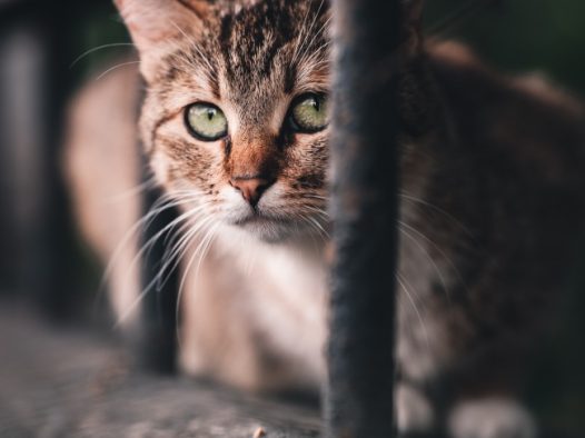 可爱小萌猫图片