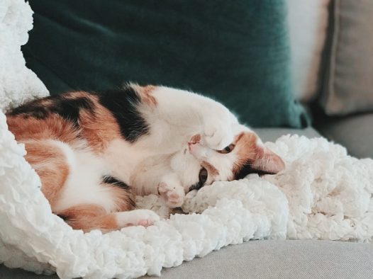 猫咪摄影图片