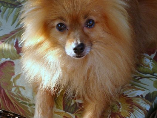 宠物狗博美犬图片