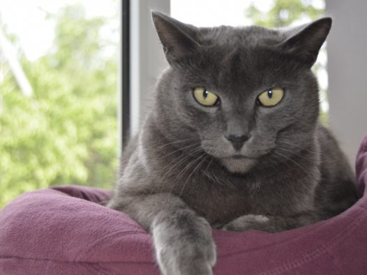 灰色宠物猫呆萌图片