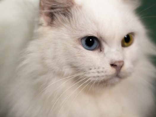 可爱纯白色小猫咪摄影图片