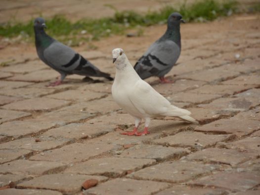 地面观赏鸽子图片