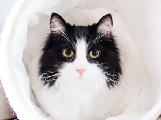 可爱大眼猫咪图片