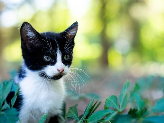 户外黑白拼色小猫图片