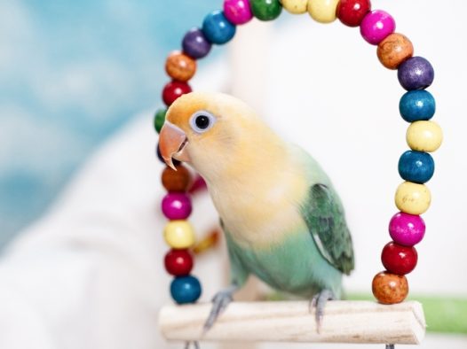 站在鸟具上的彩色鹦鹉图片