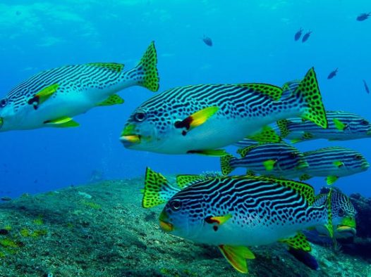 水族馆斜带甜唇鱼图片