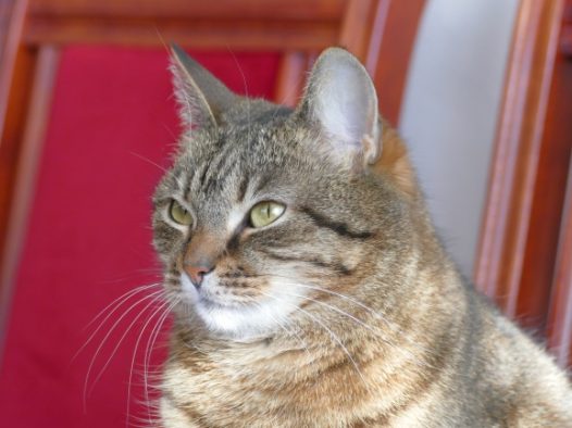 中国纯种狸花猫图片