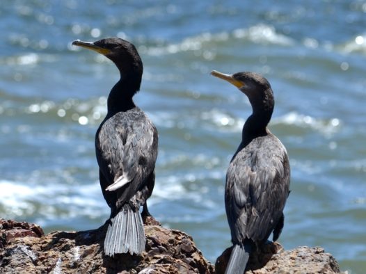 站在岸边的黑色野生鸬鹚图片