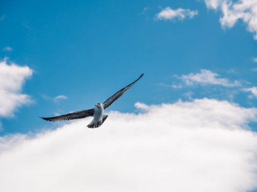 蓝天白云飞行的海鸥图片