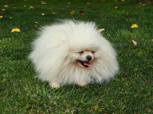 草地可爱博美犬图片