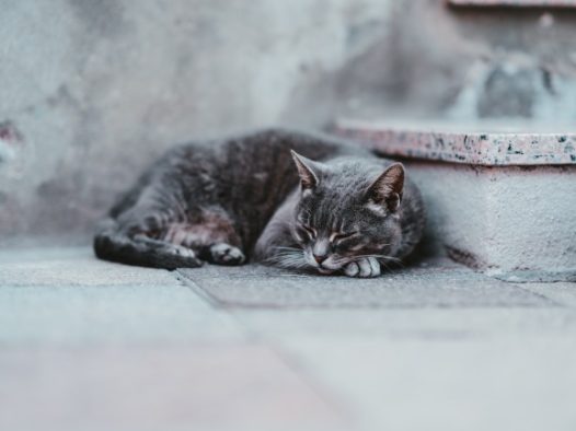 可爱萌猫睡觉图片