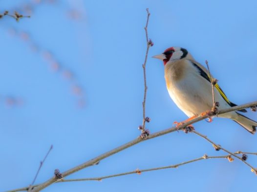 树枝上漂亮小鸟图片