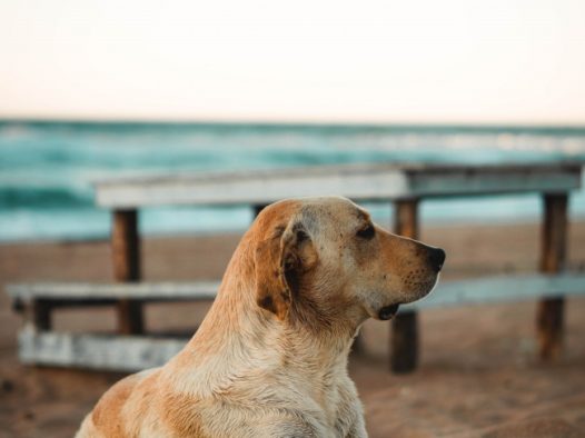 躺在沙滩上的拉布拉多猎犬图片