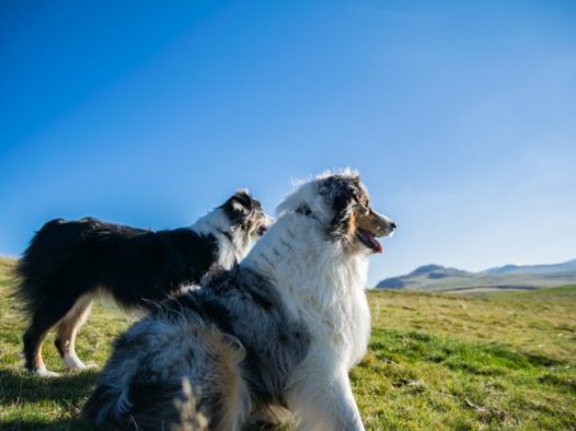 高清澳大利亚牧羊犬图片
