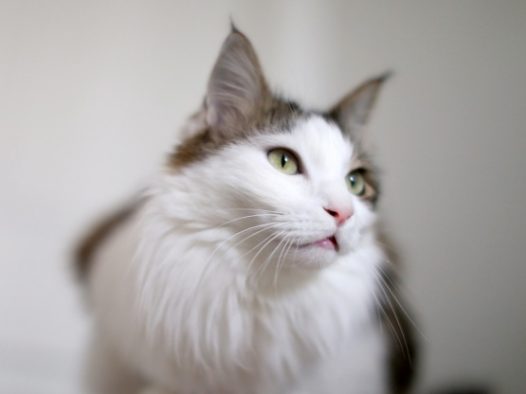 挪威森林宠物猫图片