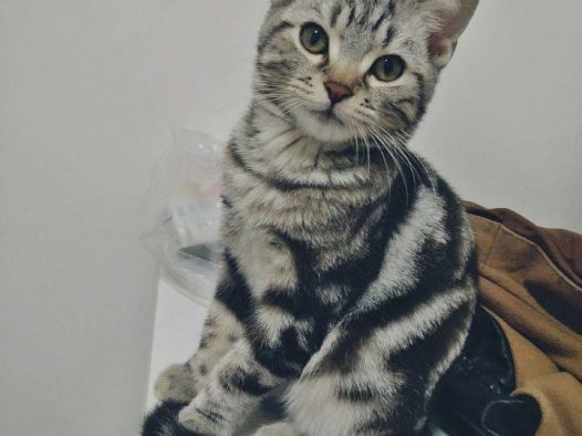 家里有两只虎斑猫。都是超级粘人的妹子。它们是一对从小分离,互不相认的亲母女。它们会因为争地盘打架,也会偶尔一起玩耍嬉闹。